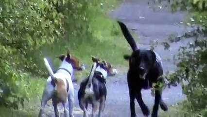 Walking the Dog - Barnaby, Bruce and Freya Hopping through the fields of Earsdon in the rain!