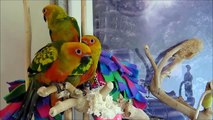 Baby Sunday Conures -- 9 weeks old