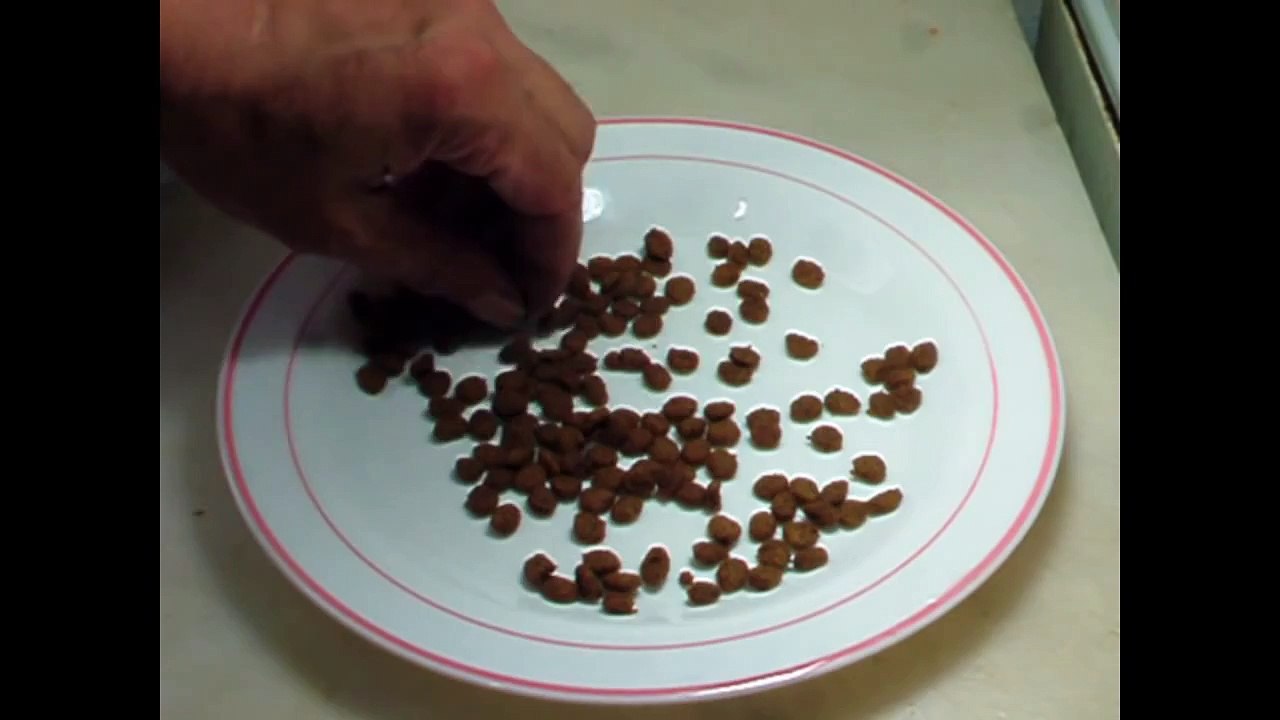 Alimentar gorriones, mirlos.