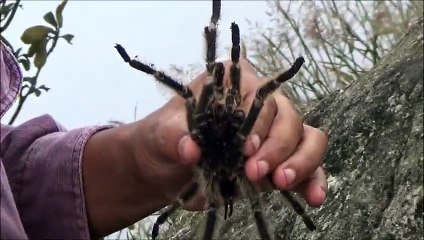 Aranha caranguejeira, conhecida como Tarântula