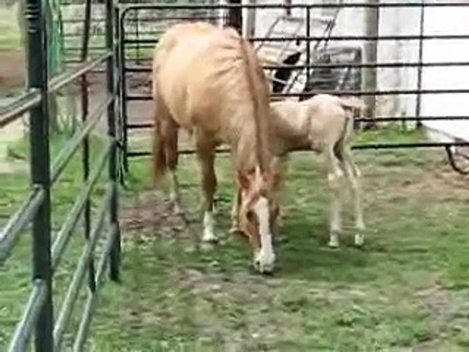 Cooper's First Day Out