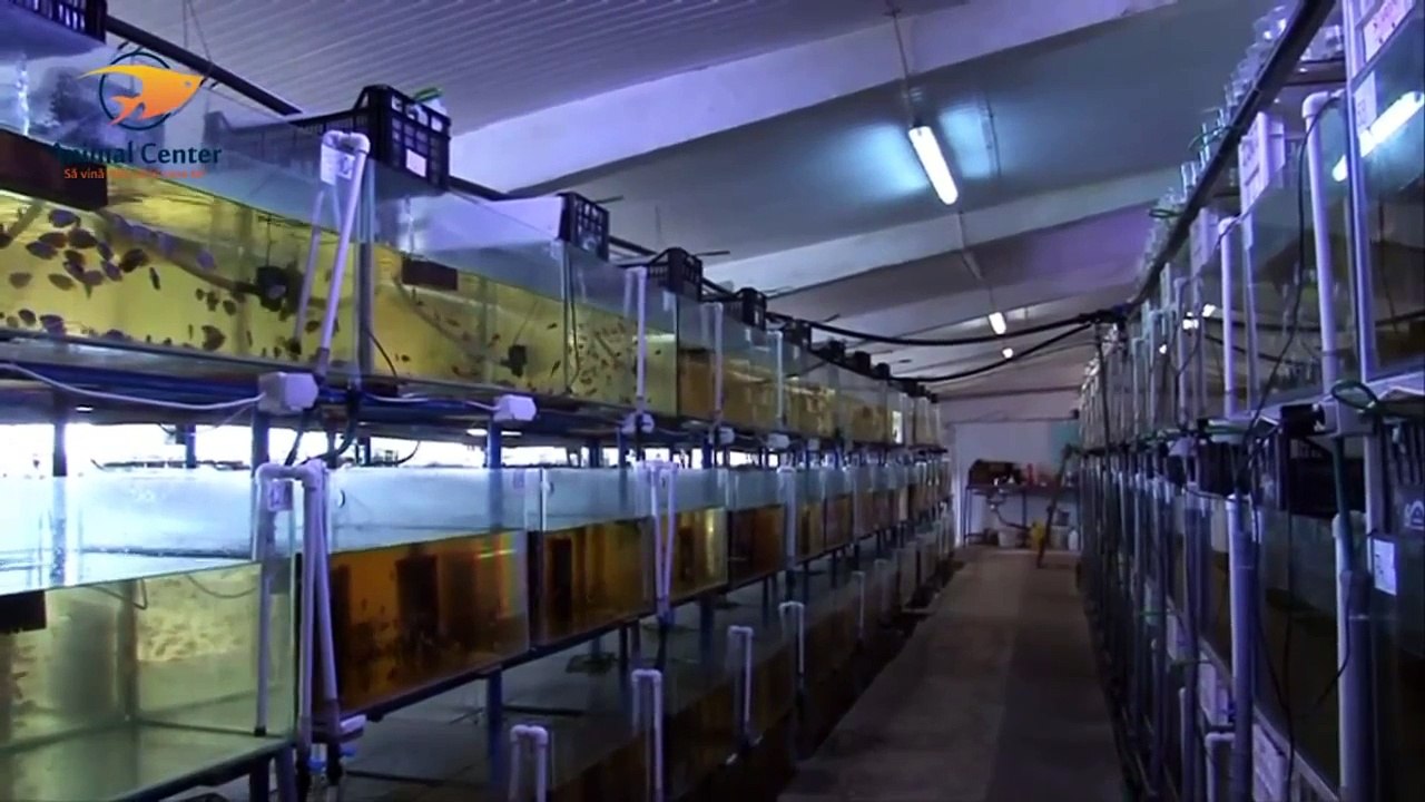 Crescătoria de pesti exotici - Jucu de Mijloc
