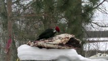 Pileated Woodpecker Gives Red Squirrel a Ride