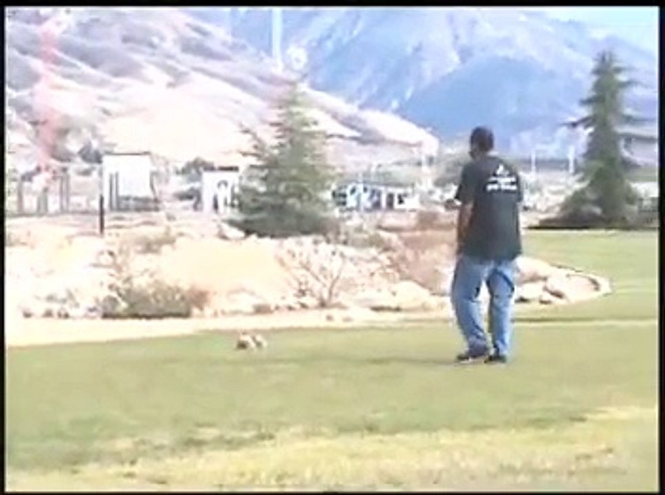 Small Dog Training With Riverside CA "Sit Means Sit"