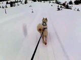 Skijoring with a happy samoyed dog