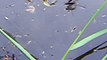 Gerridae Zapateros patinadores de agua  arañas de agua insectos magia