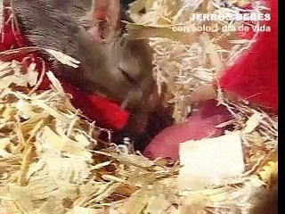 Jerbos Recien Nacidos