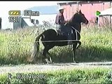 Danzador the Dancing Peruvian Paso Horse