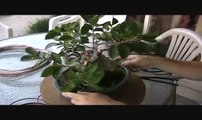 Ginseng Ficus Revisit