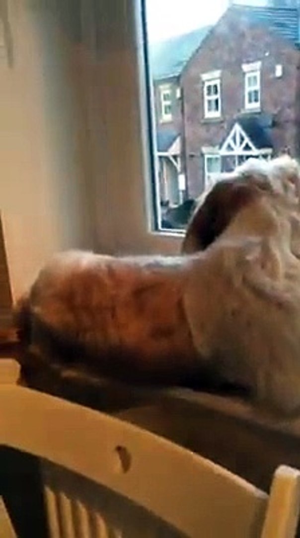 funny-dog-videos-(dog-singging)