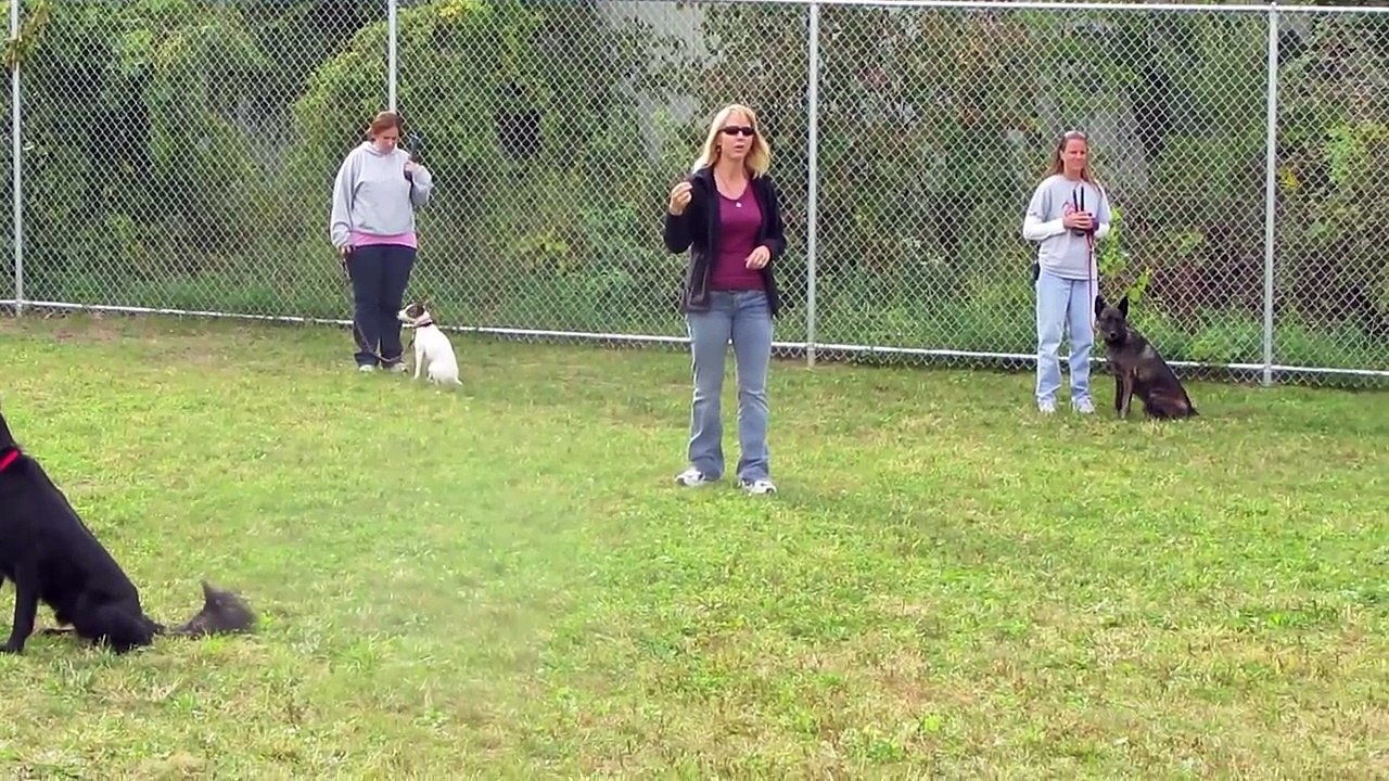 Red Light, Green Light Game to Teach Dogs Impulse Control