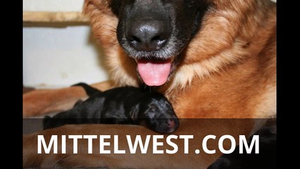 Julie Martinez Mittelwest Reviews