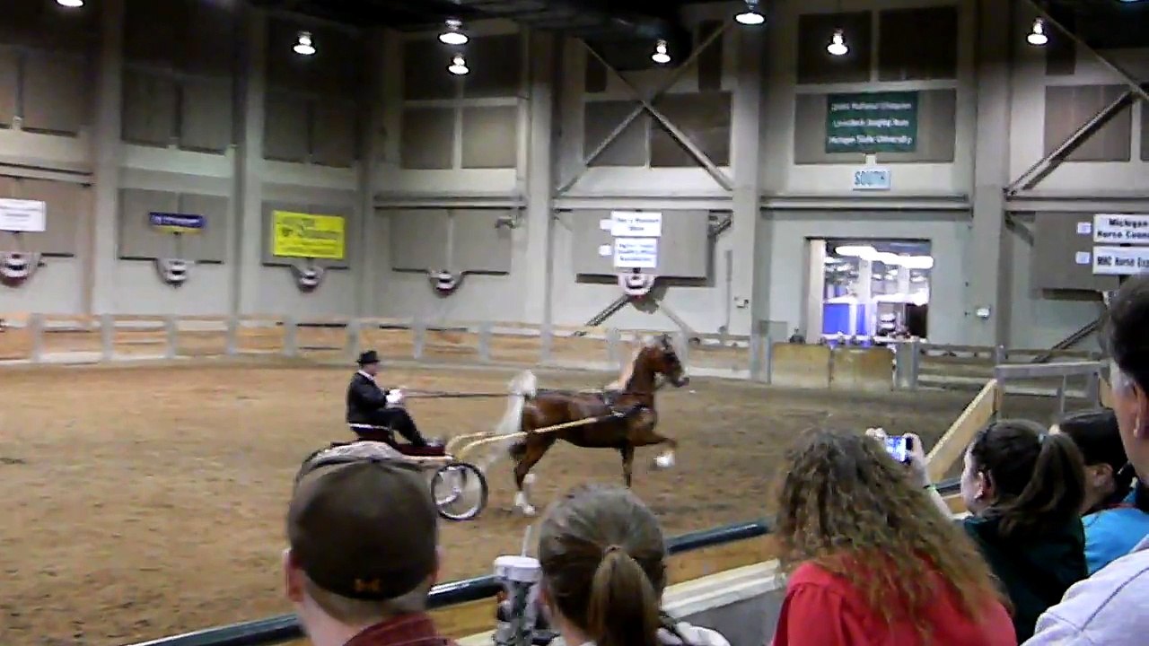 American Saddlebred Parade Horse and Fine Harness Horse