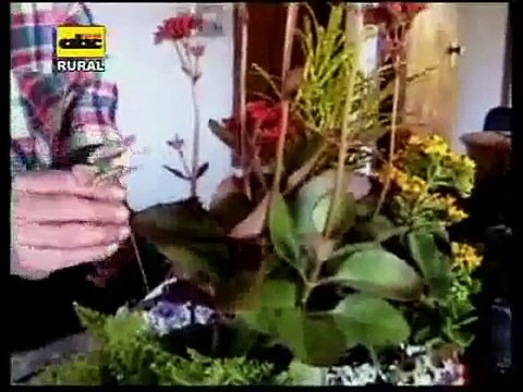 Flores de corte y plantas ornamentales