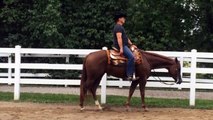 For Sale - A Fancy Reply - 2011 APHA/AQHA 16h Gelding