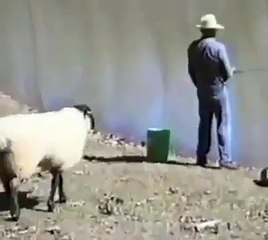 Koç_un intikamı -)) - Yemek Tarifleri Sitesi