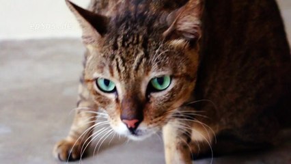 Beautiful Cat with Green Eyes in Singapore