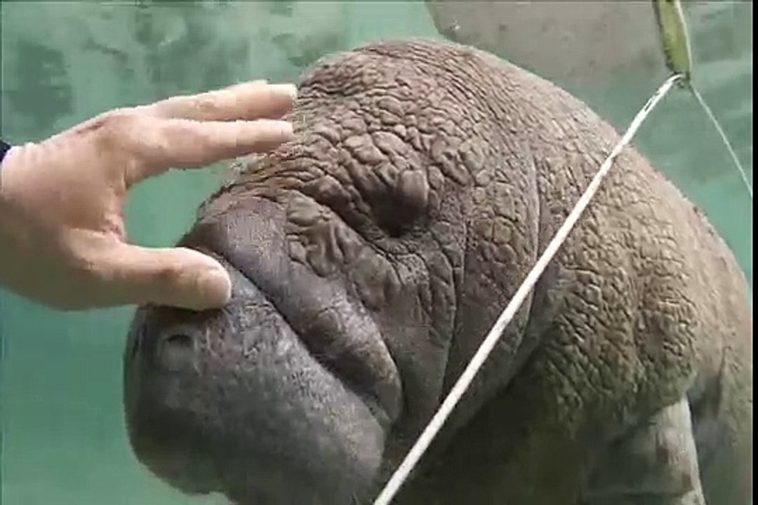 Manatees are cute