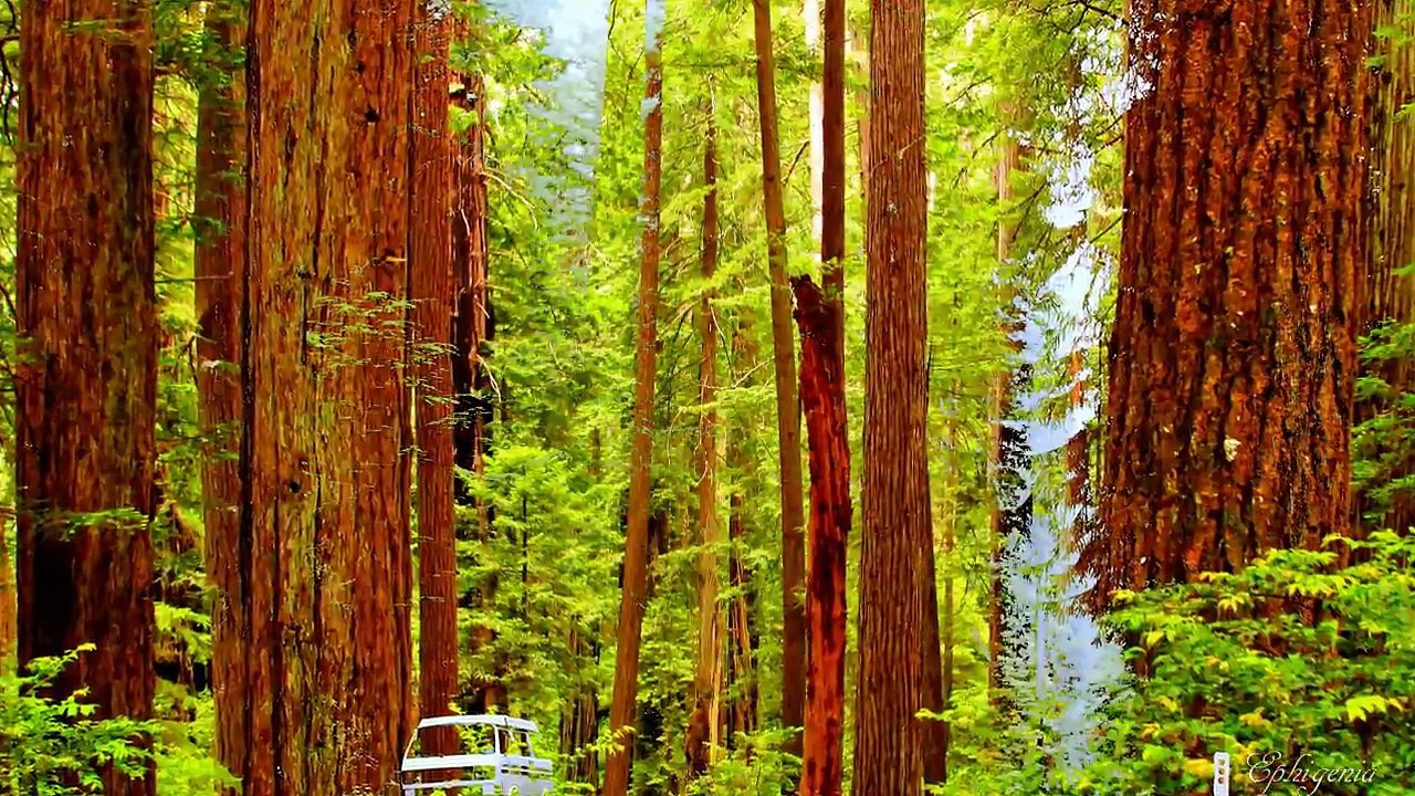 4K UHD The Tallest Trees in the World, California Redwood Forests