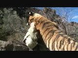 Tiger Rehabilitation into the wilds