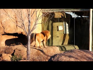 Sedgwick County Zoo Lions Roaring in Wichita, Kansas