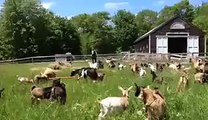 Viral Goats Learn to High Jump - Video