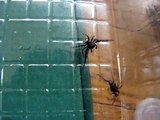 Jumping Spider - Fight Club ホンチ遊び：ネコハエトリ♂によるクモ合戦