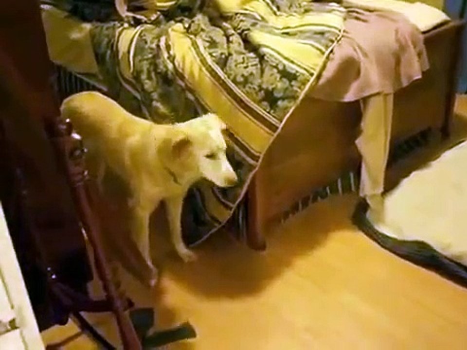 Dog see's a ghost!