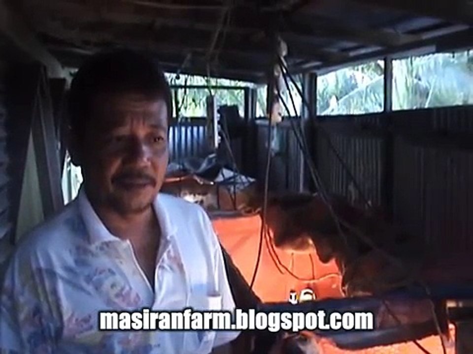 tips ternak anak ayam belanda