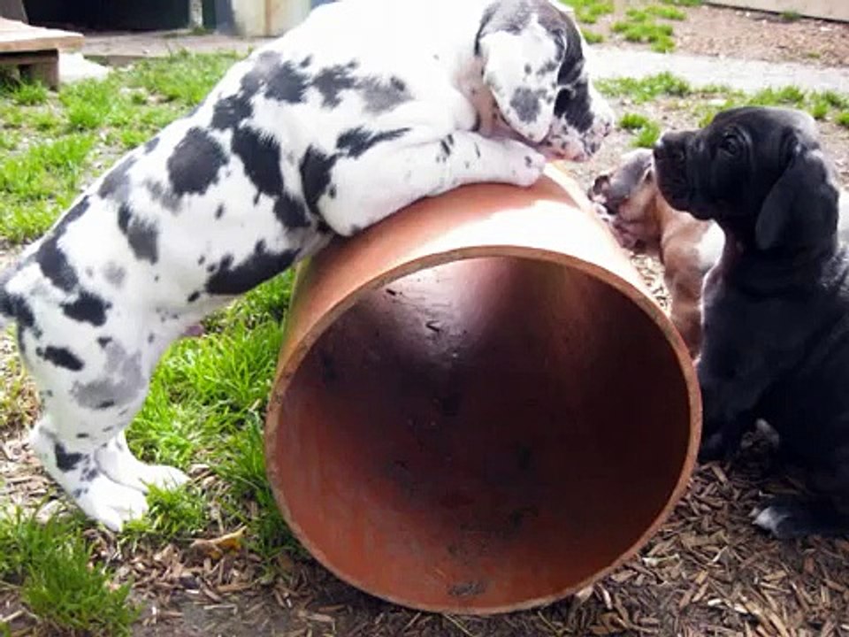 Deutsche Doggen/ Great Dane