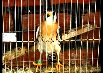 Parque dos Falcões (Terra da Gente) - Bloco 02