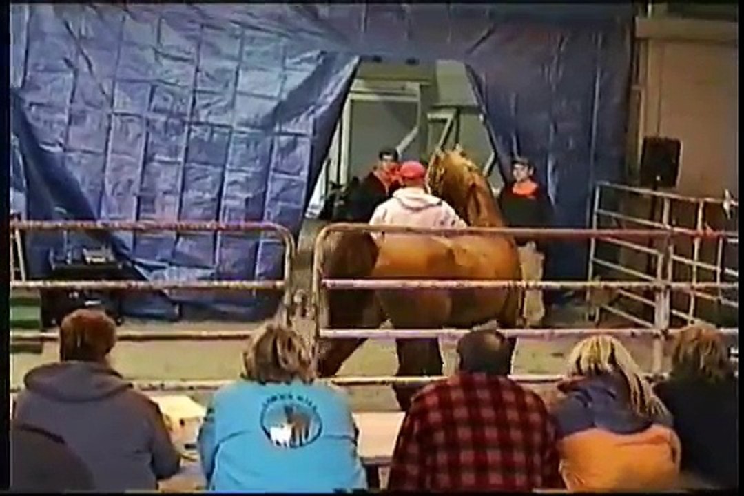 Polish Arabian Stallion - Horse Auction, Meadow Wood Farms, Snohomish WA - Miska 2002 - 3/20/2011