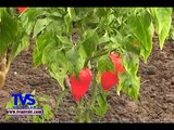 TVS Noticias.- Ayuntamiento de Chinameca apoya a campesinos con Invernaderos para Hortalizas