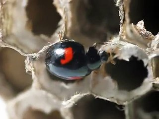 Japanese Ladybird - A Winter Refugee ナミテントウ二紋型＠アシナガバチの巣
