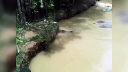 Eğlence olsun diye kediyi timsahlarla dolu suya attılar !