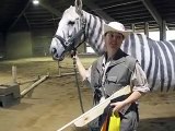 Zebra Horse, the Zorse, wins Halloween Costume Parade