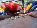 Wild Macaws:  Ara Macao Release Tiskita