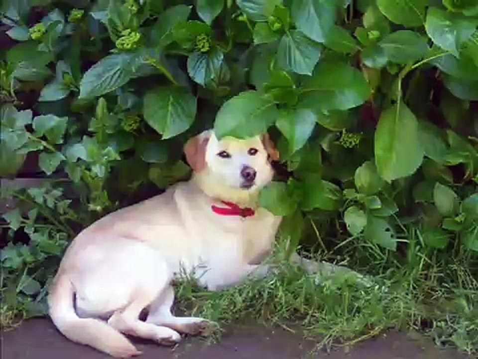 Haroldo o cachorro increivel 2