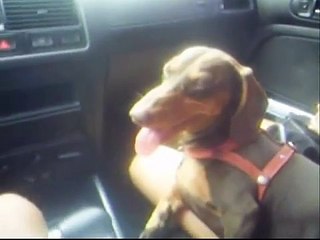 As Aventuras de Bob Marley: Nós Vamos Invadir sua Praia!