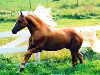 The beauty of horses