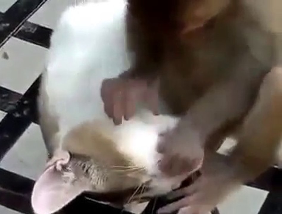 Crazy Monkey disturbing cat while sleeping