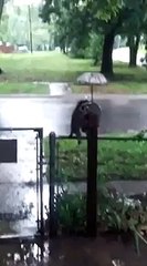 Ce raton laveur préfère rester au sec