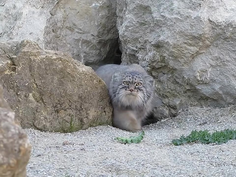 Le Chat de Pallas