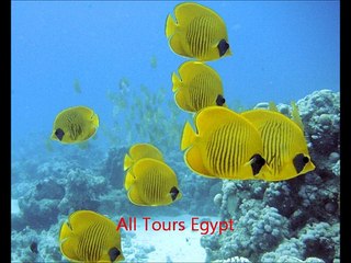 buceo viajes en mar rojo