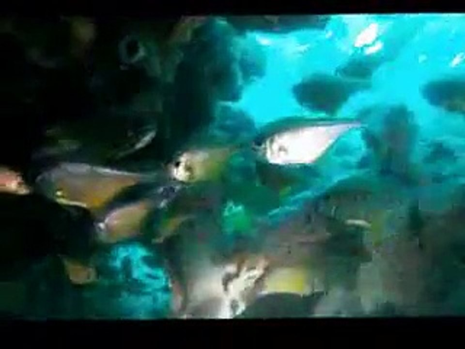 PADI Scuba Diving in Nelson Bay Plane Wreck