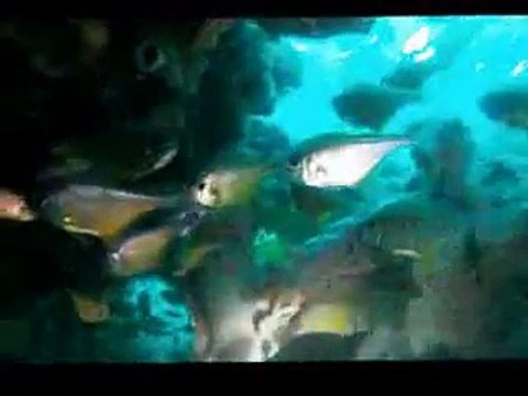 PADI Scuba Diving in Nelson Bay Plane Wreck