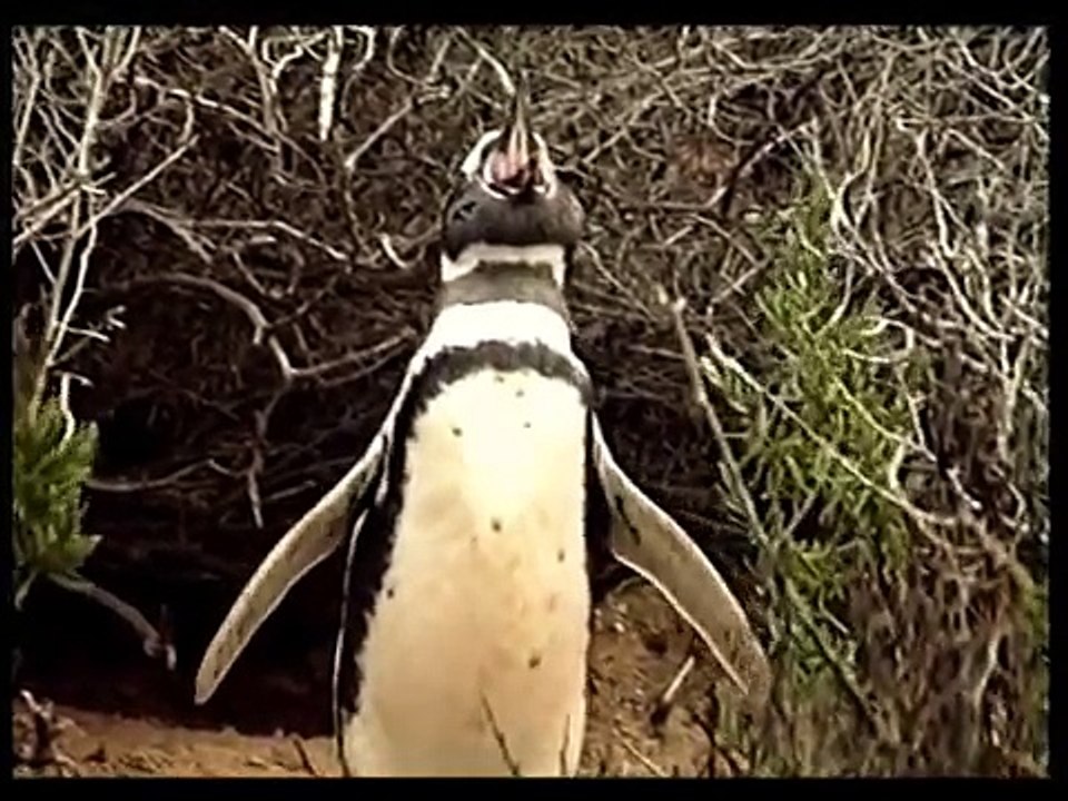 Magellanic Penguins of Punta Tombo (Patagonia) - I pinguini di Magellano a Punta Tombo