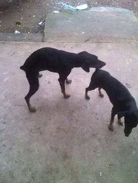 Un chien s'accouple avec le vent