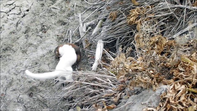 Furet sauvage VS ragondin : combat violent