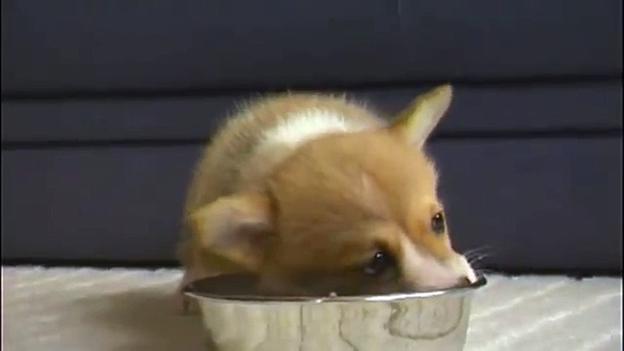 Cute Corgi Puppy/コーギー子犬　きなちゃん♪
